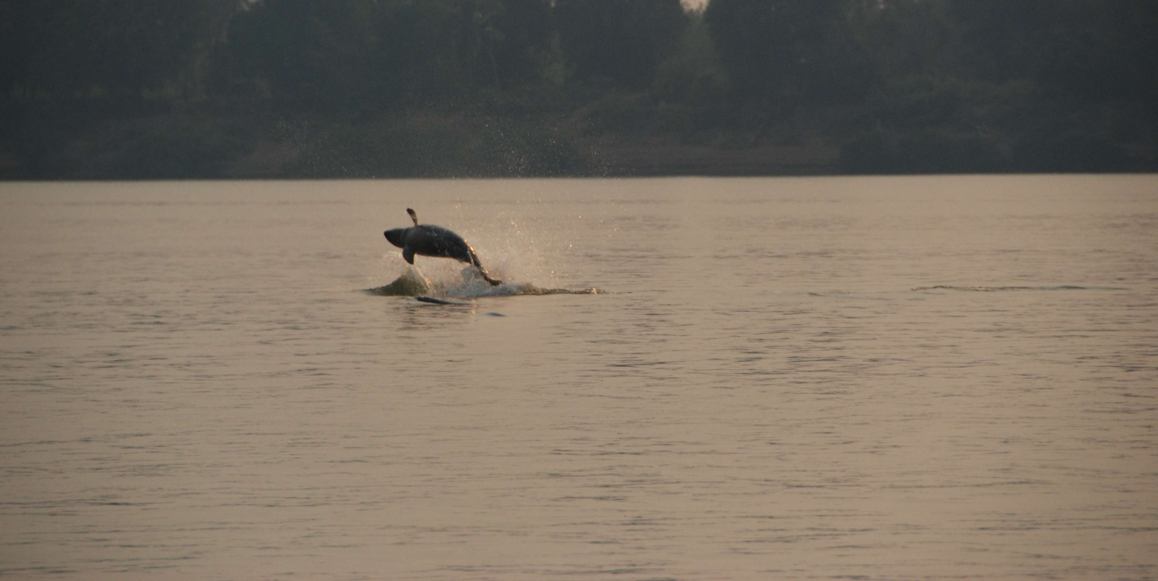 De Irrawaddydolfijnen beschermen